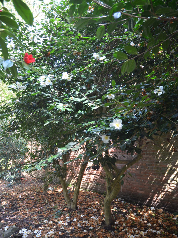 Camellia × williamsii 'Francis Hanger', form, Trengwainton Garden, Madron, near Penzance, Cornwall, United Kingdom. 
