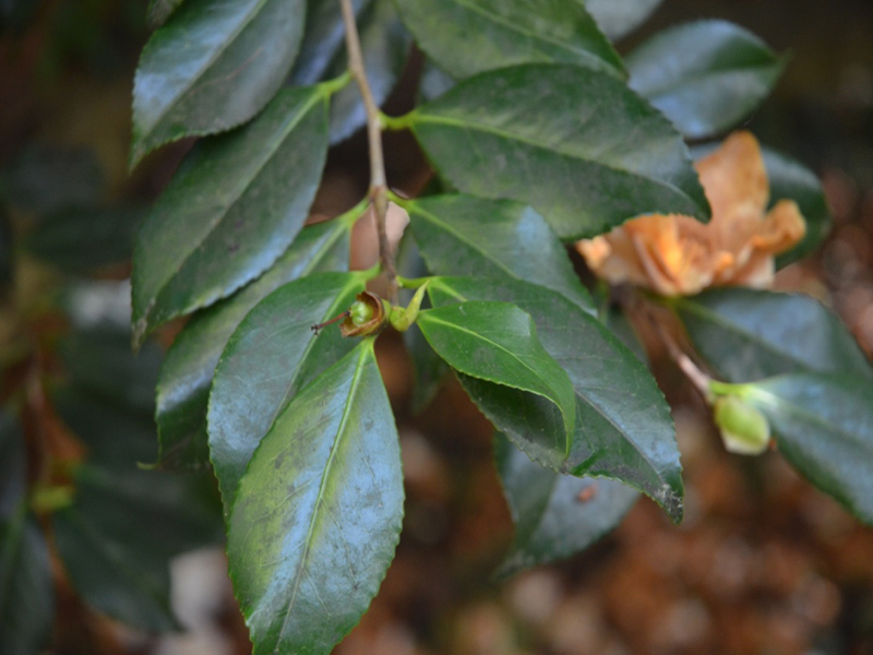 Camellia × williamsii 'Francis Hanger', leaf, Trengwainton Garden, Madron, near Penzance, Cornwall, United Kingdom. 