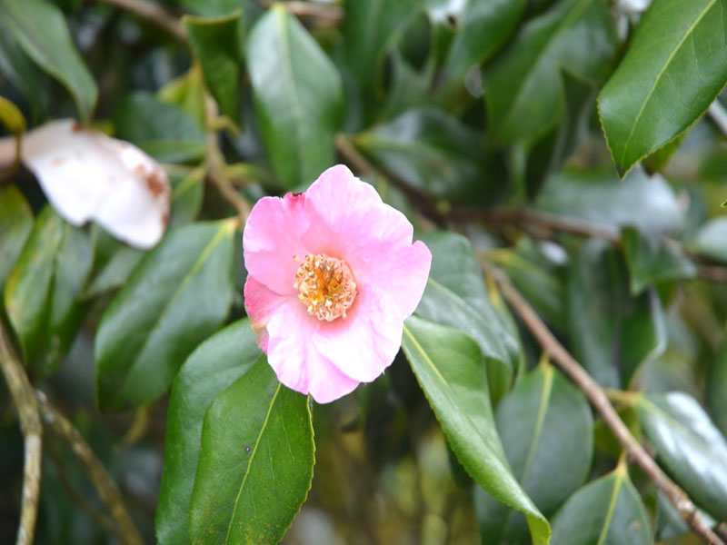 Camellia x williamsii ‘J. C. Williams’, flower. Lanhydrock House and Garden, Bodmin, Cornwall, United Kingdom.