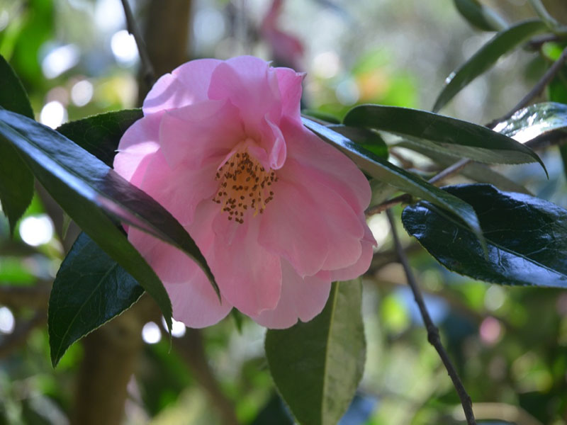 Camellia × williamsii 'Jenefer Carlyon', flower, Trebah Garden Trust, Mawnan Smith, Falmouth, Cornwall, United Kingdom.