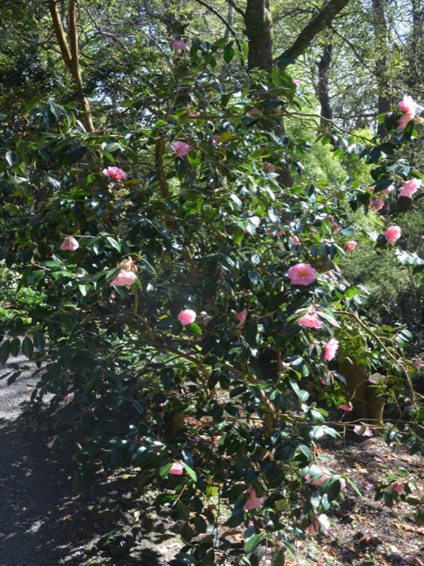 Camellia × williamsii 'Jenefer Carlyon', form, Trebah Garden Trust, Mawnan Smith, Falmouth, Cornwall, United Kingdom.