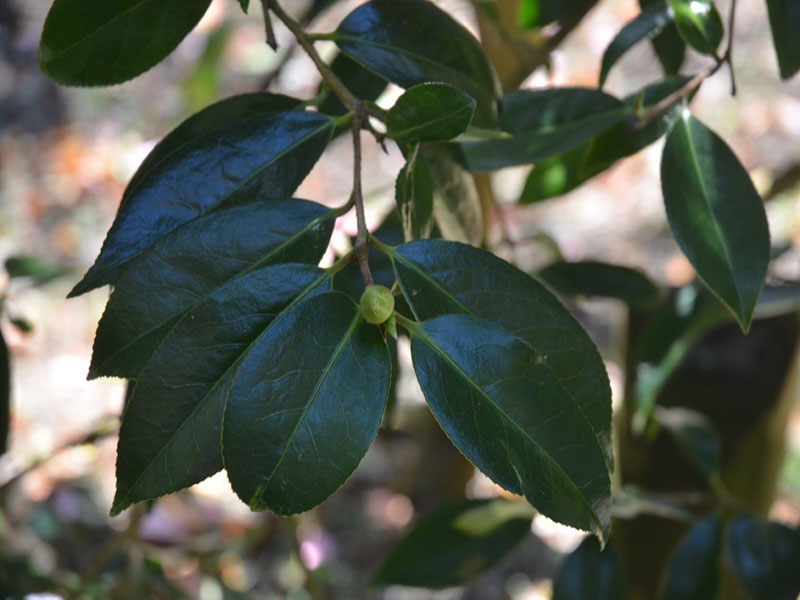 Camellia × williamsii 'Jenefer Carlyon', leaf, Trebah Garden Trust, Mawnan Smith, Falmouth, Cornwall, United Kingdom.
