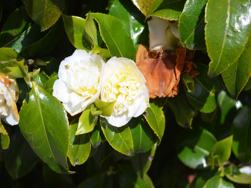 Camellia x williamsii ‘Jurys Yellow’, flower. Caerhays Castle, Goran, Cornwall, United Kingdom.