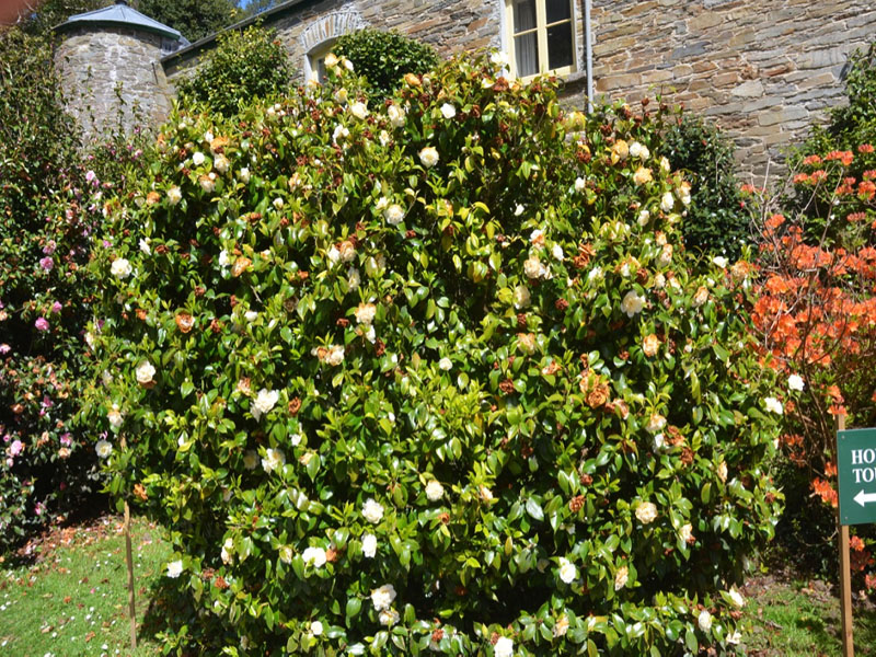 Camellia x williamsii ‘Jurys Yellow’, form. Caerhays Castle, Goran, Cornwall, United Kingdom.