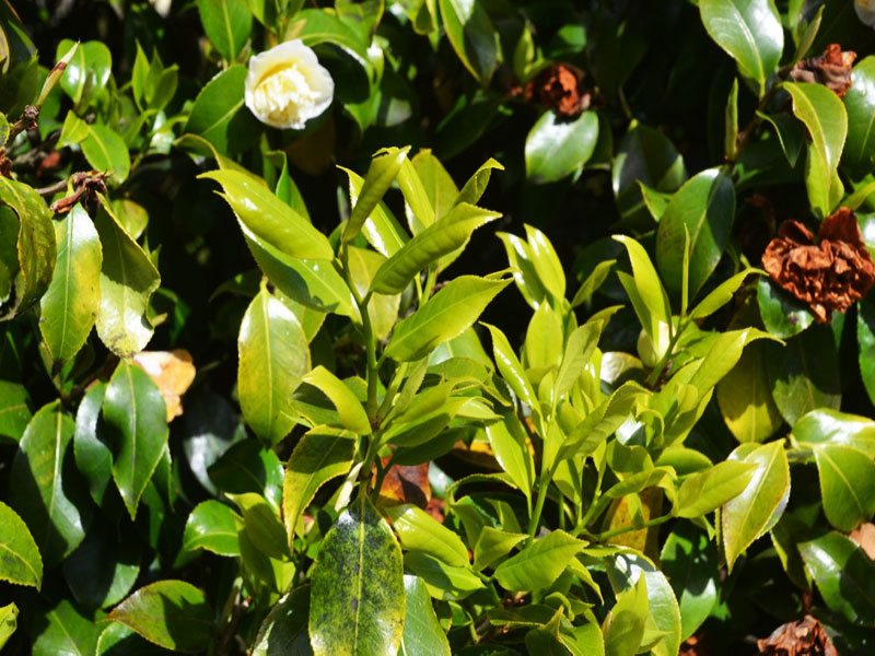 Camellia x williamsii ‘Jurys Yellow’, leaf. Caerhays Castle, Goran, Cornwall, United Kingdom.