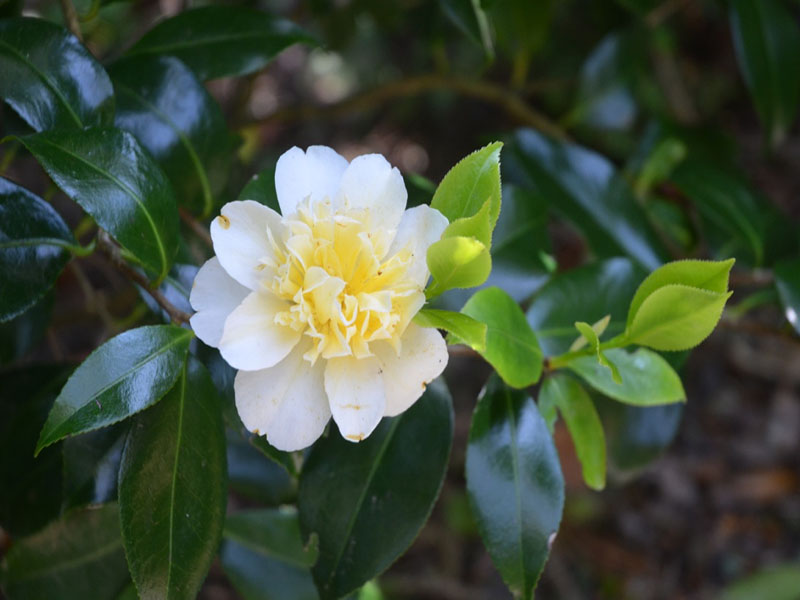 Camellia x williamsii ‘Jurys Yellow’, flower. Trebah Garden Trust, Mawnan Smith, Falmouth, Cornwall, United Kingdom.