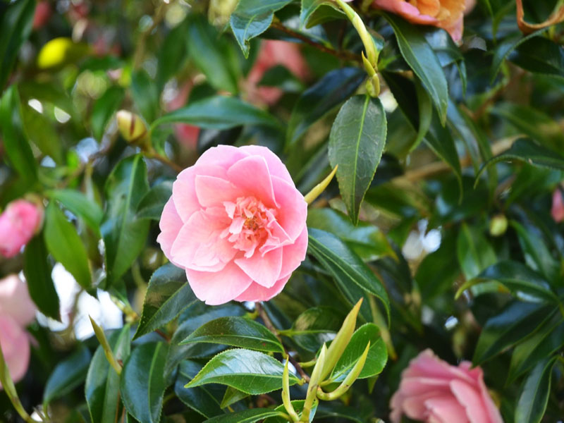 Camellia x williamsii ‘Ladys Maid’, flower2. Caerhays Castle, Goran, Cornwall, United Kingdom.