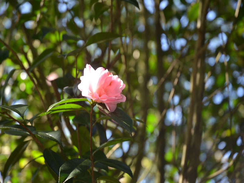 Camellia × williamsii 'Margaret Waterhouse', flower, Trebah Garden Trust, Mawnan Smith, Falmouth, Cornwall, United Kingdom.