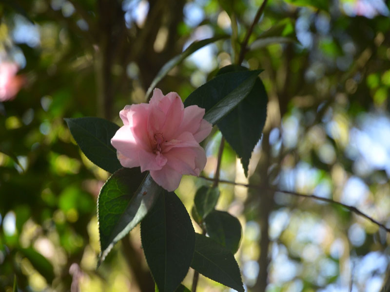 Camellia-x-williamsii-Margaret-Waterhouse-trebah-flw2