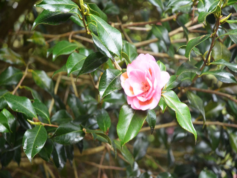 Camellia x williamsii ‘Monica Dance’, flower. Caerhays Castle, Goran, Cornwall, United Kingdom.
