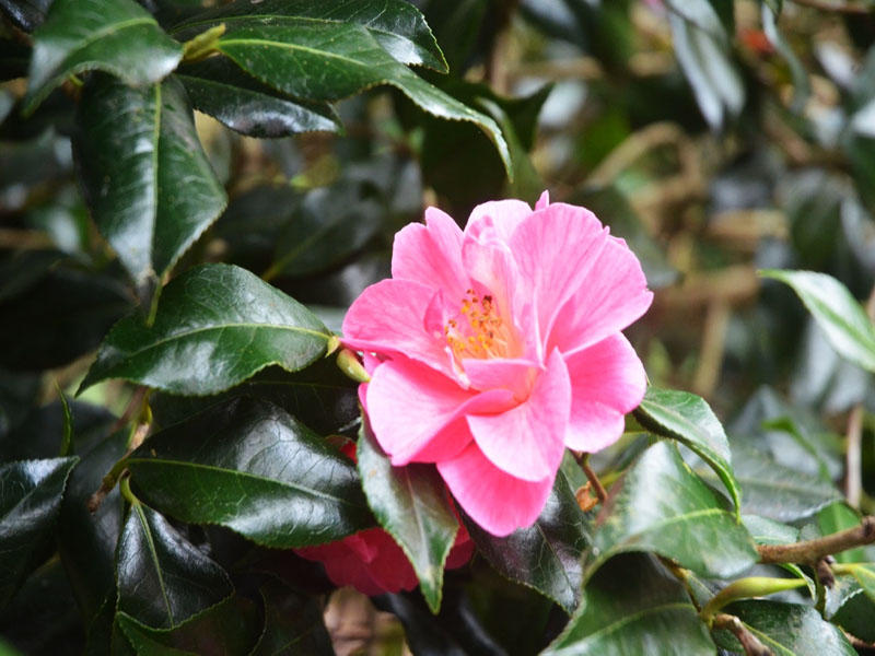 Camellia x williamsii ‘Monica Dance’, flower2. Caerhays Castle, Goran, Cornwall, United Kingdom.