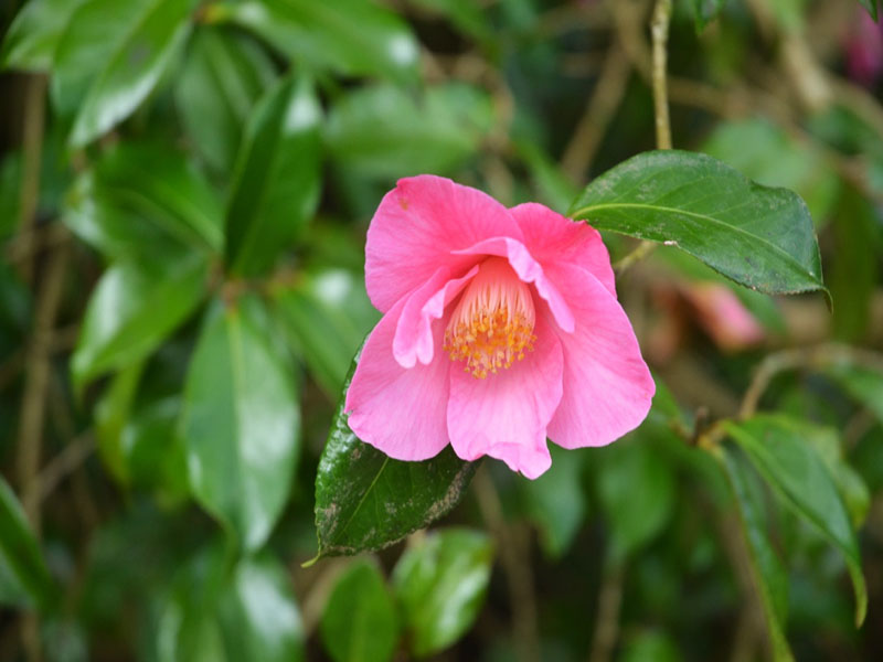 Camellia x williamsii ‘Muskoka’, flower. Caerhays Castle, Goran, Cornwall, United Kingdom.