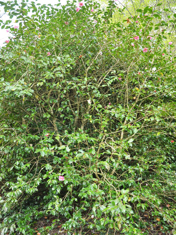 Camellia x williamsii ‘Muskoka’, form. Caerhays Castle, Goran, Cornwall, United Kingdom.