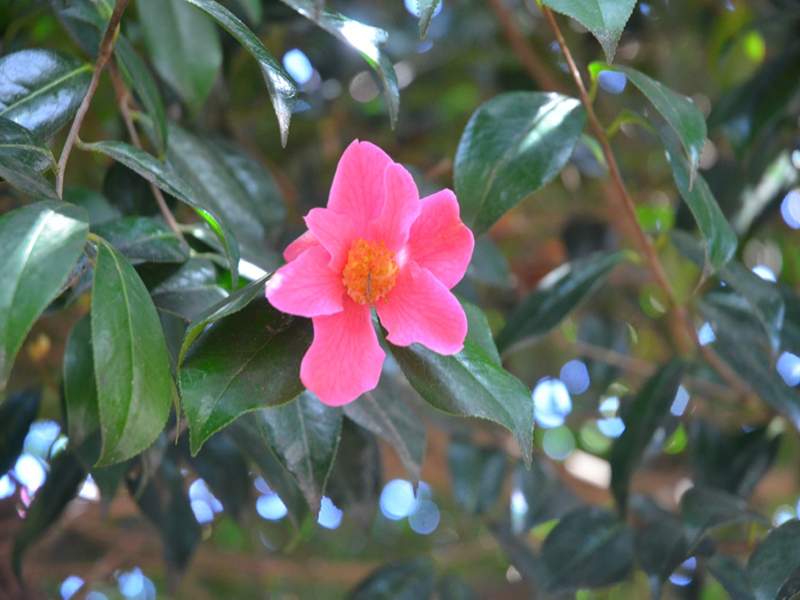 Camellia × williamsii 'Saint Ewe', flower, Trengwainton Garden, Madron, near Penzance, Cornwall, United Kingdom. 