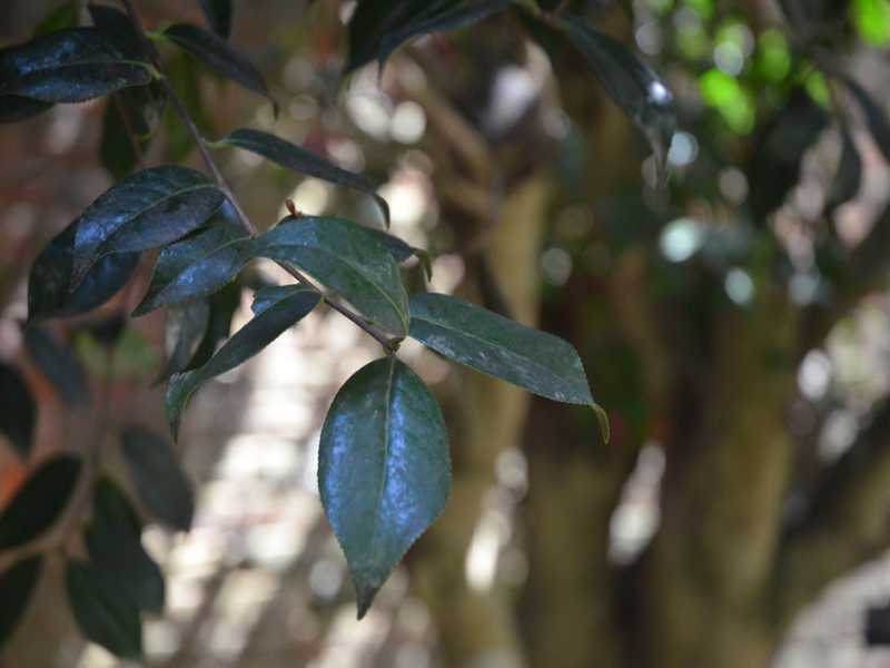 Camellia × williamsii 'Saint Ewe', leaf, Trengwainton Garden, Madron, near Penzance, Cornwall, United Kingdom. 
