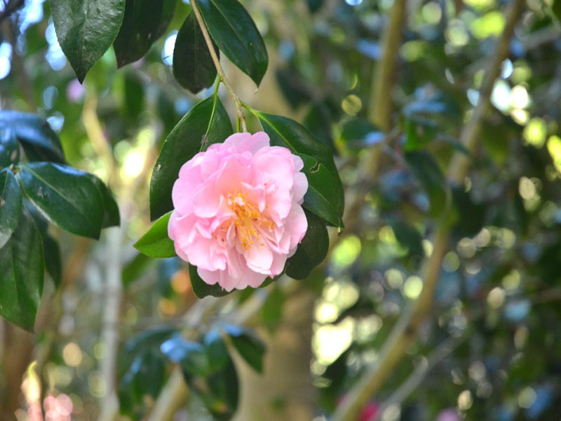 Camellia x williamsii ‘Tregehan’, flower3. Trebah Garden Trust,  Mawnan Smith, Falmouth, Cornwall, United Kingdom.