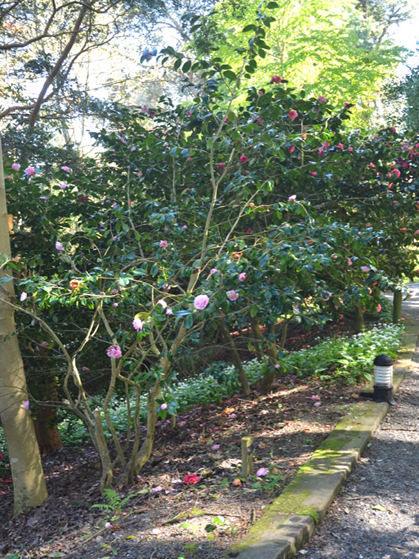 Camellia x williamsii ‘Tregehan’, form. Trebah Garden Trust,  Mawnan Smith, Falmouth, Cornwall, United Kingdom.