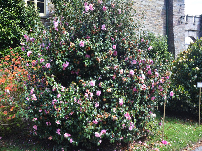 Camellia x williamsii ‘Donation’, form. Caerhays Castle, Goran, Cornwall, United Kingdom.