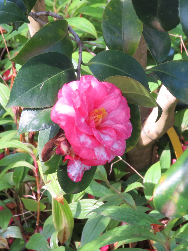 Camellia_japonica_Tabbs_flw.jpg