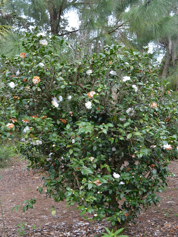 Camellia japonica 'K. Sawada', form,  Bok Tower Gardens, Lake Wales, Florida, United States of America.