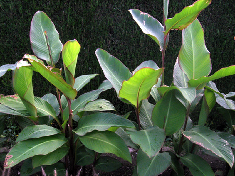 Canna-mosifolia-frm-1.jpg