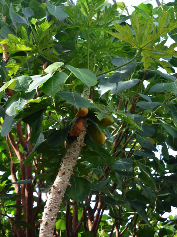 Carica papaya, Form