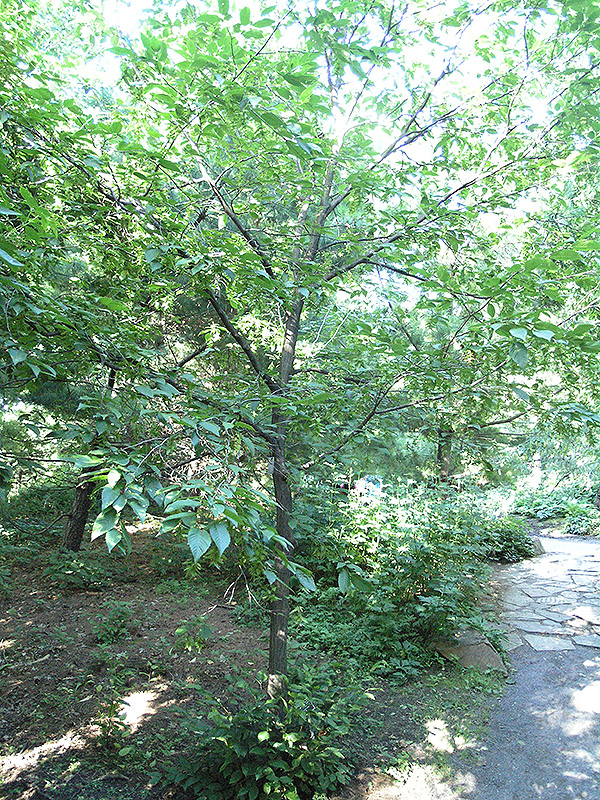 A small understory tree in the Montreal Botanic Gardens.