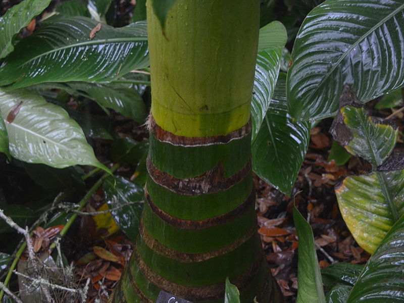 Carpoxylon macrospermum, bud. Harry P. Leu Gardens, Orlando, Florida, United States of America.
