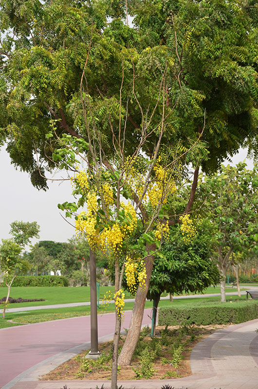 Trees planted in a park in Dubai, 2013.