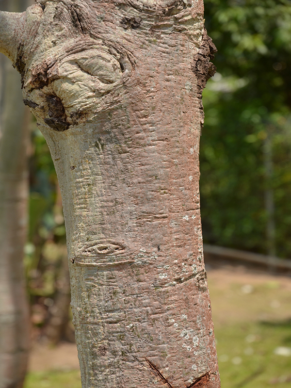 Cassia fistula, bark, Royal Park Rajapruek, Mae Hia, Thailand.