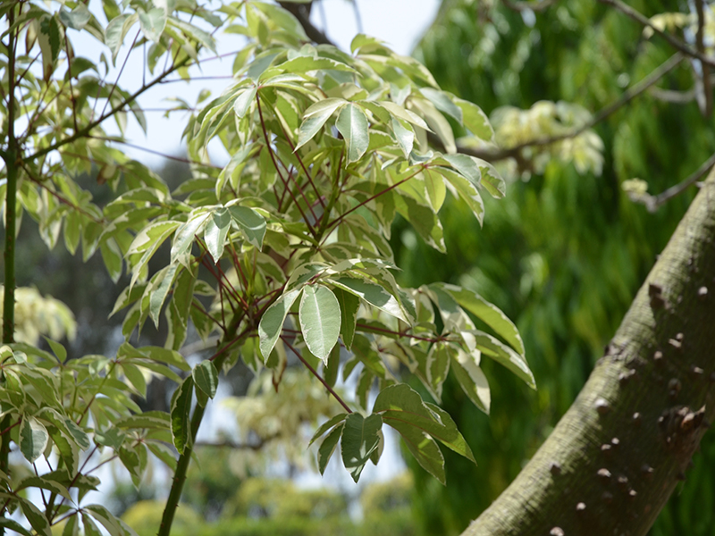 Ceiba pentandra 'Variegata', leaf, Royal Park Rajapruek, Mae Hia, Thailand.
