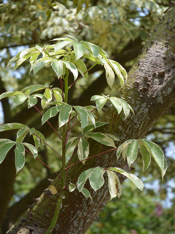 Ceiba pentandra 'Variegata', leaf, Royal Park Rajapruek, Mae Hia, Thailand.