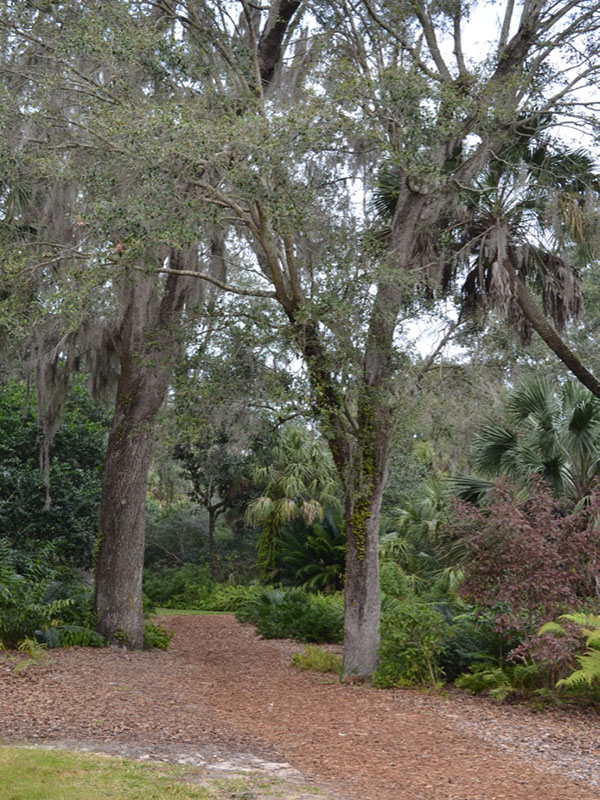 Celtis laevigata, form, Bok Tower Gardens, Lake Wales, Florida, United States of America.