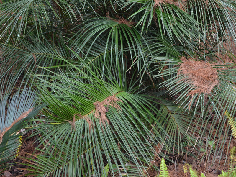 Ceratozamia kuesteriana, leaf. Bok Tower Gardens, Lake Wales, Florida, United States of America.