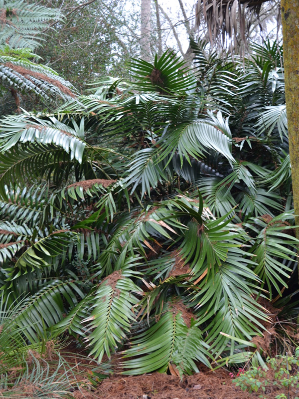 Ceratozamia robusta, form, Bok Tower Gardens, Lake Wales, Florida, United States of America.