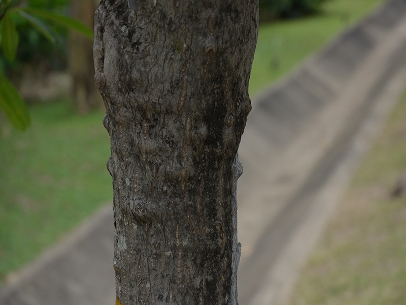 Cerbera odollam, bark, Royal Park Rajapruek, Mae Hia, Thailand.