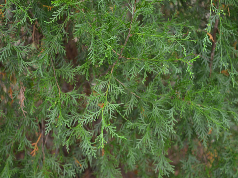 Chamaecyparis thyoides var henryae , leaf, Bok Tower Gardens, Lake Wales, Florida,United States of America.