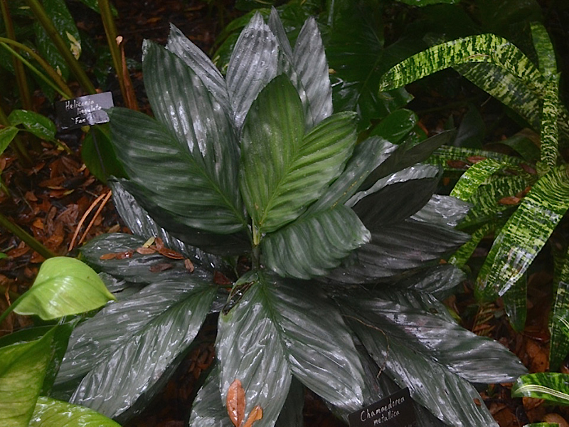 Chamaedorea metallica, form. Harry P. Leu Gardens, Orlando, Florida, United States of America.