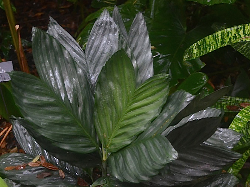 Chamaedorea metallica, leaf. Harry P. Leu Gardens, Orlando, Florida, United States of America.