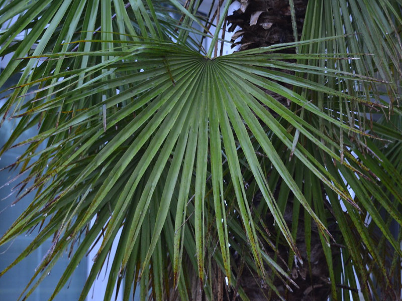 Chamaerops humilis, leaf. Harry P. Leu Gardens, Orlando, Florida, United States of America.