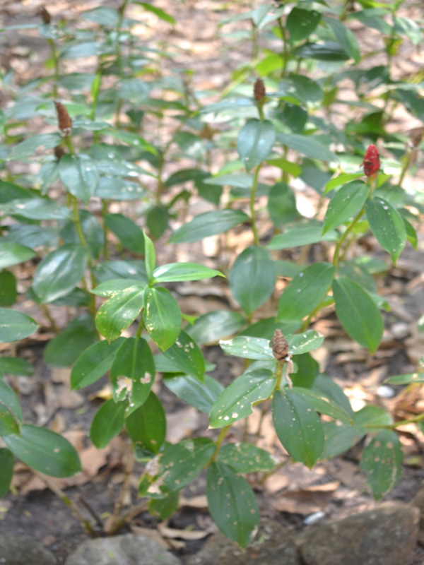 Cheliocostus seciosus, form. Queen Sirikit Botanic Garden, Mae Rim District, Chiang Mai Province, Thailand. 