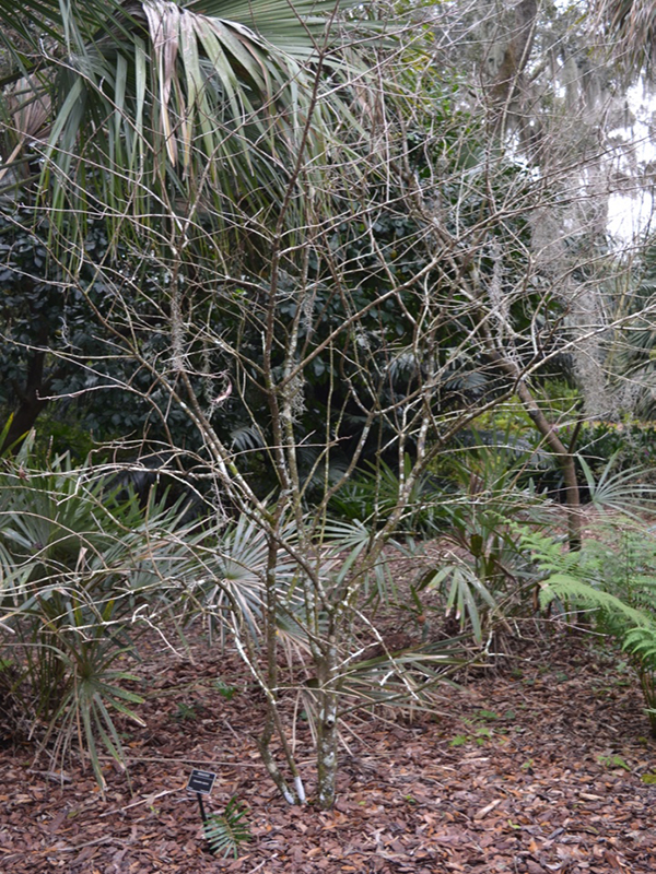 Chionanthus virginicus, winter form, Bok Tower Gardens, Lake Wales, Florida,United States of America.