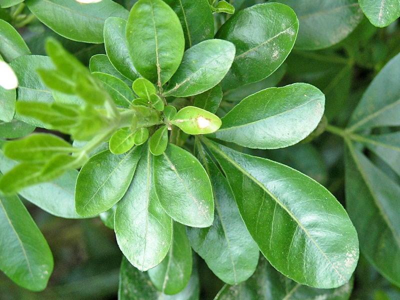 Choisya ternata, leaf. 