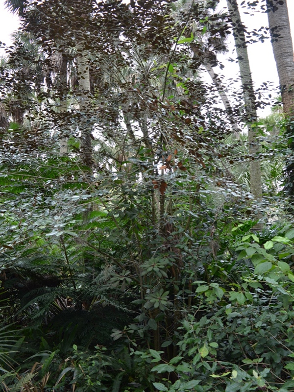 Chrysophyllum oliviforme subsp. oliviforme, form, Bok Tower Gardens, Lake Wales, Florida,United States of America.