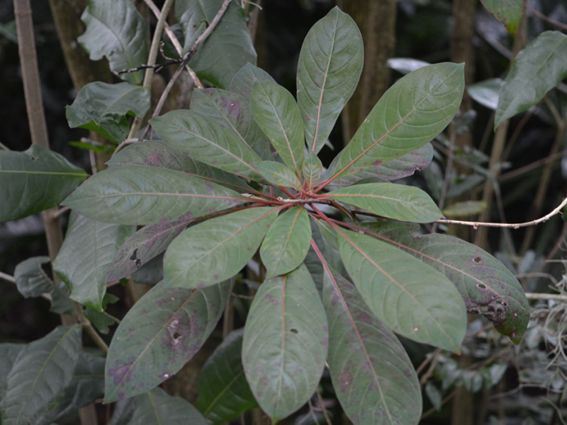 Chrysophyllum oliviforme subsp. oliviforme, leaf, Bok Tower Gardens, Lake Wales, Florida,United States of America.