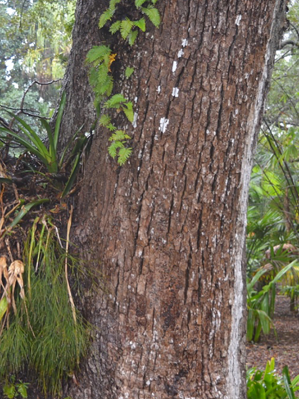 Cinnamomum camphora, bark. Harry P. Leu Gardens, Orlando, Florida, United States of America.