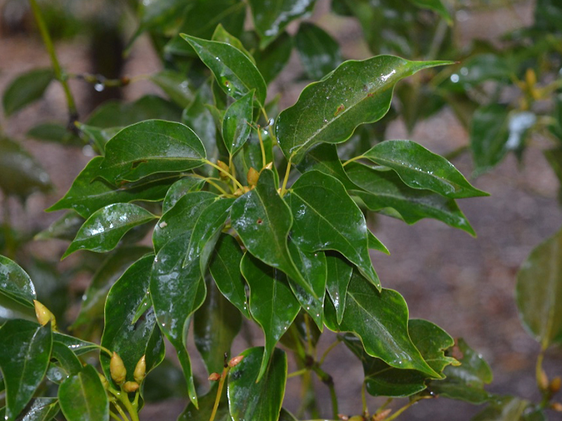 Cinnamomum camphora, leaf. Harry P. Leu Gardens, Orlando, Florida, United States of America.