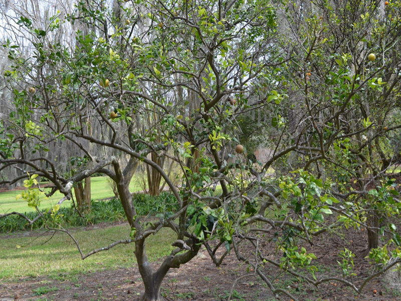 Citrus x paradisis 'Ruby Red', form, Citrus reticulata 'Sunburst', leaf, Bok Tower Gardens, Lake Wales, Florida, United States of America.