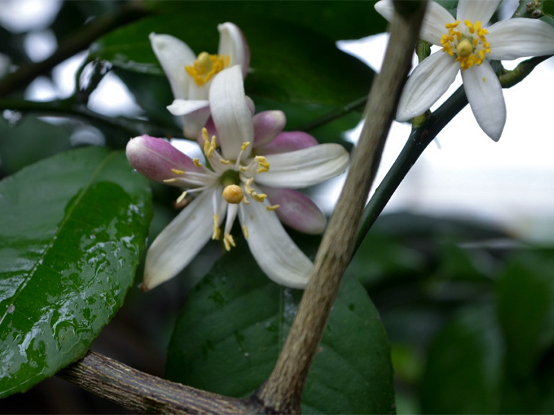citrus limon x medica flower.