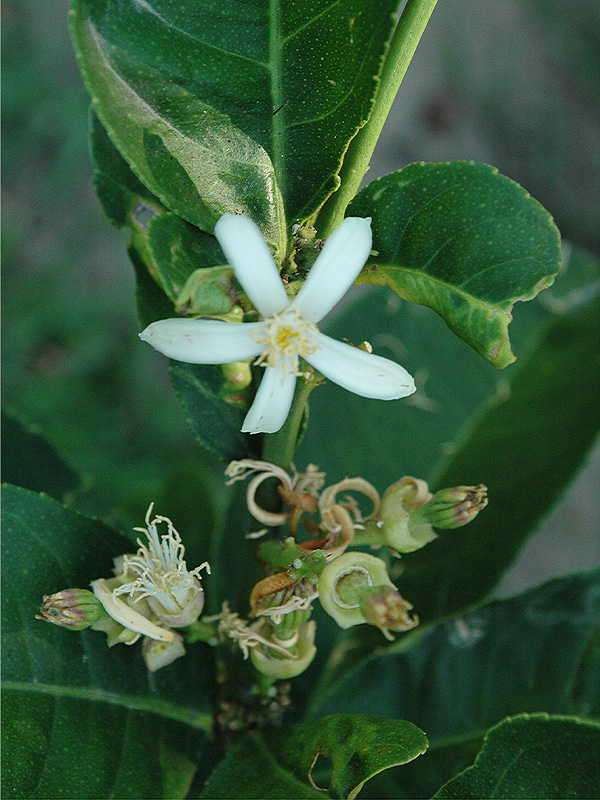 Citrus medica var. sarcodactylis, flower. 